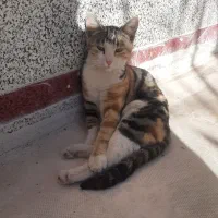 گربه گمشده منطقه شهید صالحی  کدخدایی|گربه|اسفراین, |دیوار