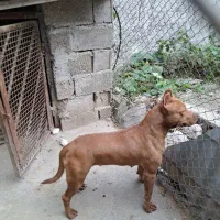 فروش سگ پیتبول