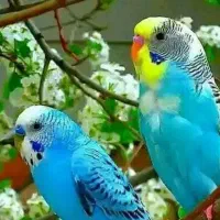 مرغ عشق پیدا شده در محدود بعثت