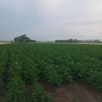 زمین ۳۶۰۰متر در گرجان