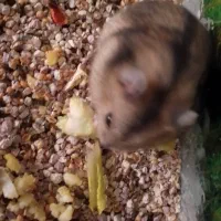 همستر کمپل شکلاتی خاکستری