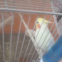 باسلام عروس هلندی لوتینو رام رام دستی