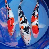 ماهی کوی از ریز تا مولد و بلک