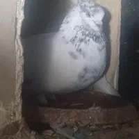 کبوتر تک پر