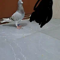 کبوتر مسافتی قوردی سرابی