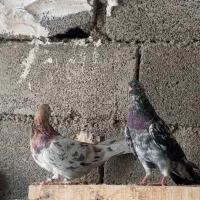 کفتر هفت رنگ|پرنده|صباشهر, |دیوار