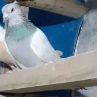 سینه|پرنده|شیراز, سفیرشمالی|دیوار