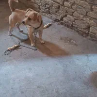 سگ پا کوتاه|سگ|کرمانشاه, |دیوار