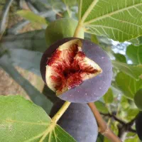 فروش نهال انجیر سیاه سالم نهال