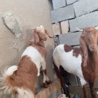 بز ماده آبستن به همراه کهره ماده حدود پنج ماهه|حیوانات مزرعه|نیک شهر, |دیوار