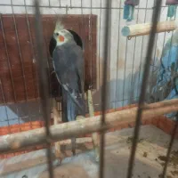 عروس هلندی مولد(همراه با ۷تا تخم)