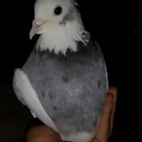 کبوتر طوقی عتیقه