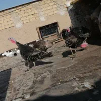 بوقلمون ماده برنز  انگلیسی تخم گذار|حیوانات مزرعه|شیراز, شهرک کوشکک|دیوار