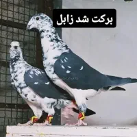 نروماده سینه سفید