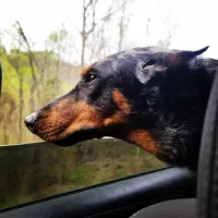 واگذاری دوبرمن مولد|سگ|زنجان, |دیوار