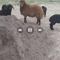 بره قوچی همو