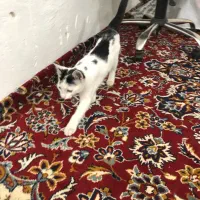 گربه