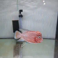 کامفا|ماهی|تهران, اوقاف|دیوار