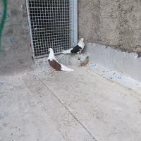 جفت کبوتر پشتی کار درست و کشیده