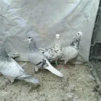 سار|پرنده|تربت‌حیدریه, پائین ولایت|دیوار