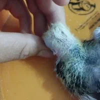 طوقی|پرنده|کوهرنگ, |دیوار