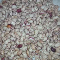 لوبیا چیتی