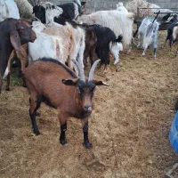 میش وبره بز|حیوانات مزرعه|مهریز, |دیوار