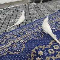 عروس هلندی نر و ماده البینو زیر قیمت|پرنده|تهران, منیریه|دیوار