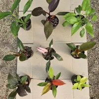 گل آپارتمانی پک