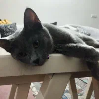 ماده راشن بلو