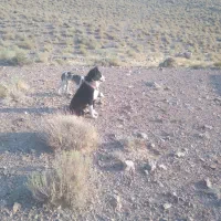 سگ گله ای