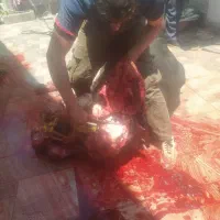 سوپر گوشت گوسفندی نر
