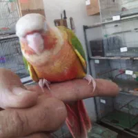 گرینچیک  آناناسی دبل رد.|پرنده|آباده, |دیوار