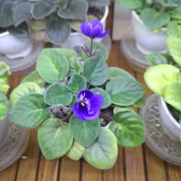 گل بنفشه آفریقایی