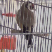 سهره پاییزه