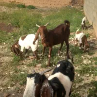 فروش بز باکستانی