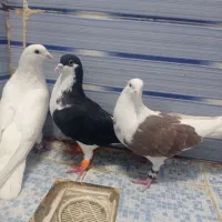 کبوتر|پرنده|نیشابور, فردوسی جنوبی|دیوار