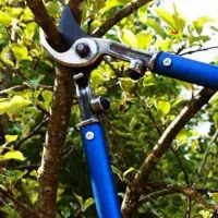 سم‌پاشی  و هرس اصولی درختان / خدمات کامل باغداری|خدمات باغبانی و درختکاری|محمدشهر, زیبادشت|دیوار