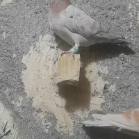 ماده سار