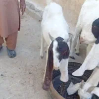 بز ماده شیری|حیوانات مزرعه|هیدوچ, |دیوار