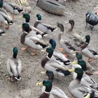 اردک کله سبز  اصل پروازی گرید A