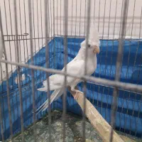 عروس هلندی آلبینو