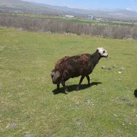 گوسفند قزل افشار کله عروس درجه یک