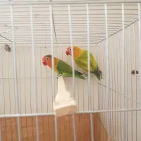 کوتوله برزیلی مولد|پرنده|برخوار, |دیوار