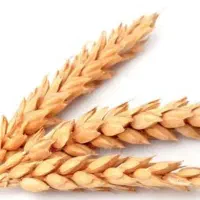 گندم|خوردنی و آشامیدنی|بندر ماهشهر, |دیوار