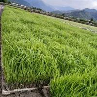 توم هاشمی اصلاح شده درجه یک  ۲۵عدد