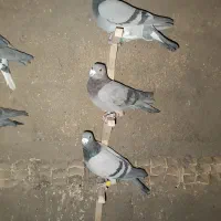 کبوتر پلاکی|پرنده|سپیدان, |دیوار