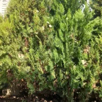 درخت کاج ۲متری|گل و گیاه طبیعی|لشت نشا, |دیوار