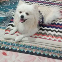 فروش توله 1سال ونیمه پامرخرسی اصل نژاددار|سگ|شیراز, شهرک بهشتی|دیوار