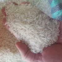 برنج شیرودی